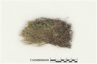 藏品(褐色合葉蘚)的圖片